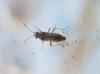 Nysius sp.